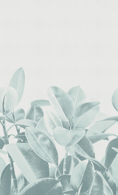 Rubber plant Londonart