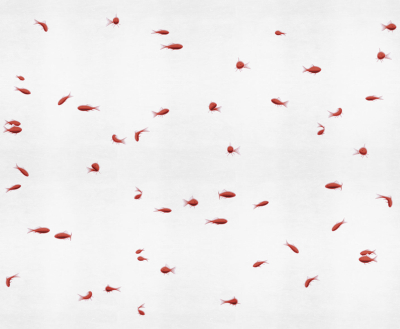 Pesci rossi Londonart