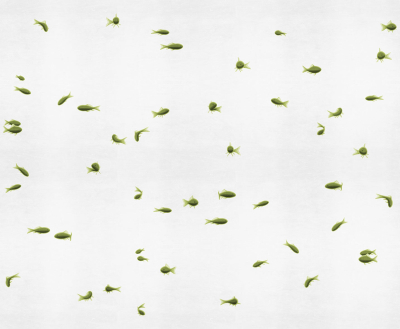 Pesci rossi Londonart