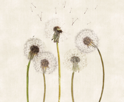 Snapdragons Londonart