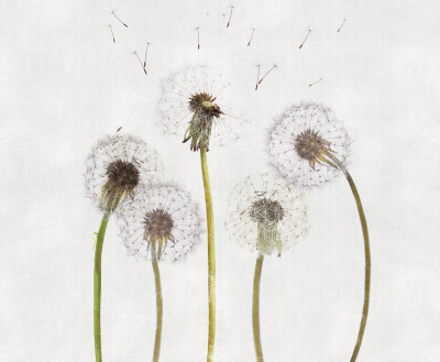 Snapdragons Londonart